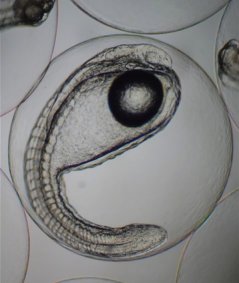 Klaar om 55 uur na bevruchting uit het ei te komen