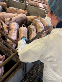 A researcher collects data in the pig barn to objectively assess animal welfare. Photo WUR. 