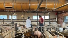 An animal welfare inspector assesses the stocking density in a pig pen, checking whether the animals have sufficient space according to EU standards. Photo WUR.